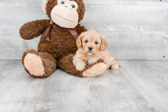 Petite Cavapoo Poodle Mix Pup