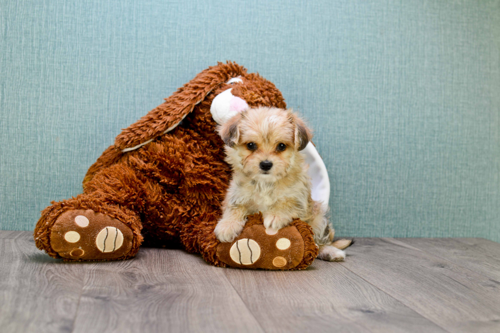 Cute Morkie Baby