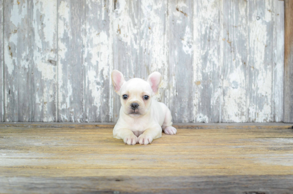 Small French Bulldog Purebred Pup