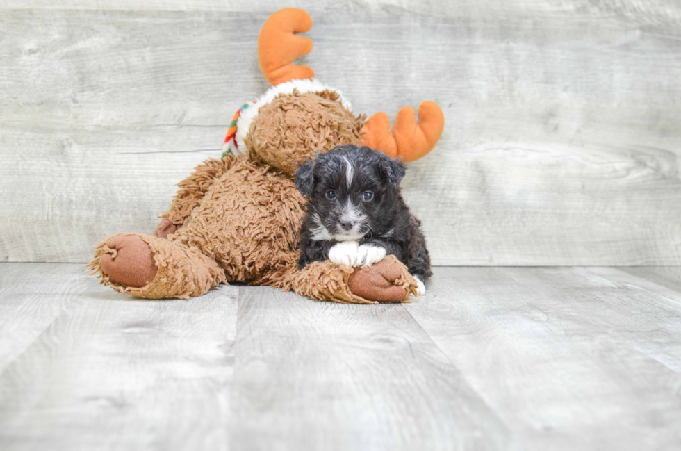 Hypoallergenic Aussiepoo Poodle Mix Puppy