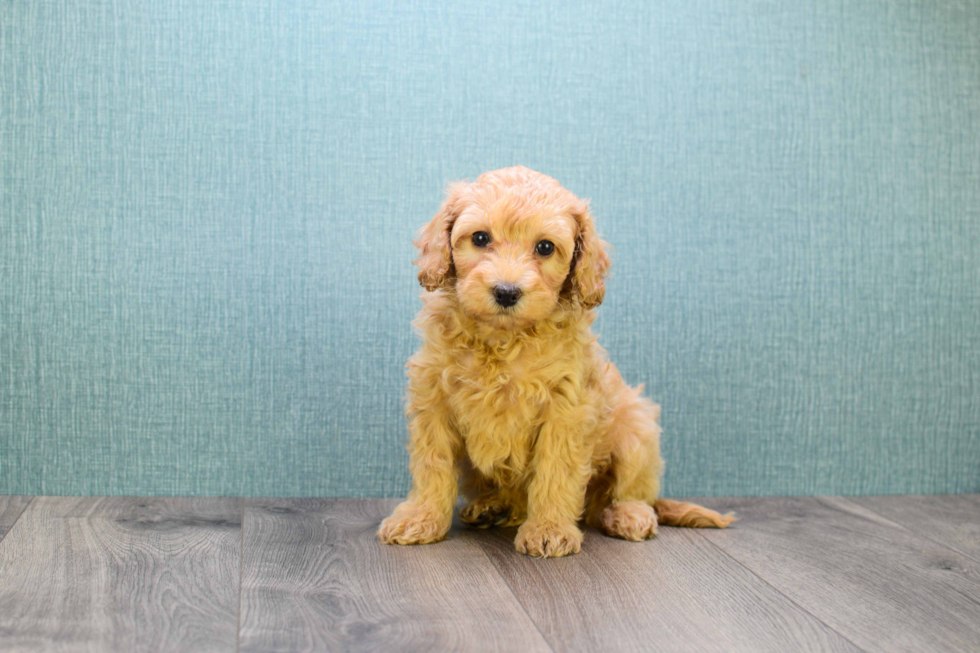 Mini Goldendoodle Pup Being Cute