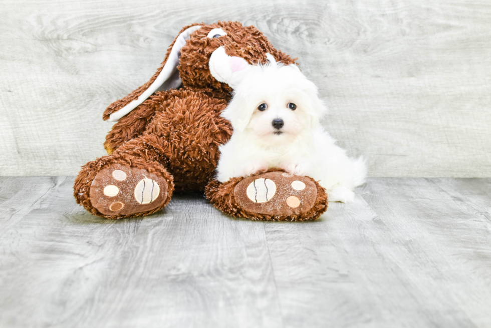 Popular Maltese Baby