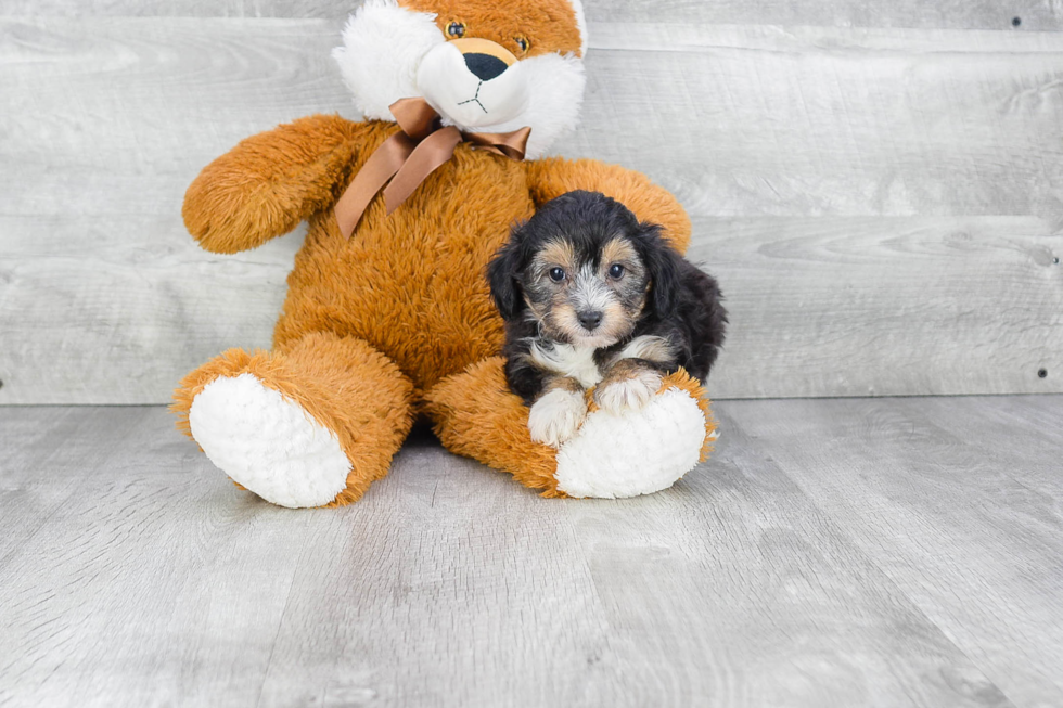 Fluffy Mini Aussiedoodle Poodle Mix Pup