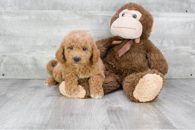 Mini Goldendoodle Puppy for Adoption