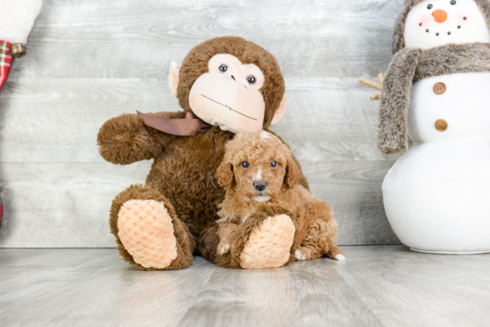 Cavapoo Pup Being Cute