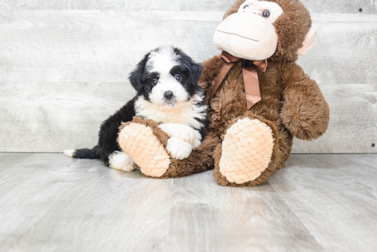 Mini Bernedoodle Puppy for Adoption