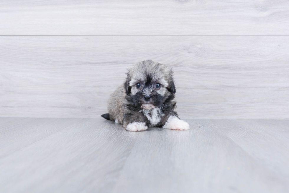 Hypoallergenic Havanese Purebred Pup