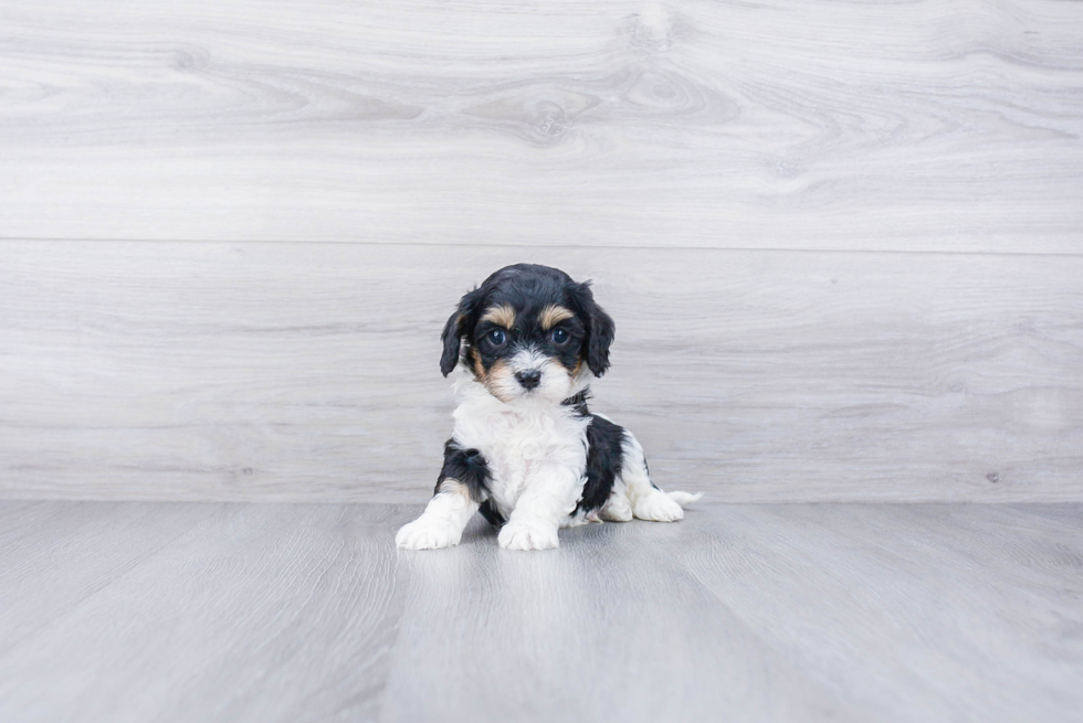 Hypoallergenic Cavoodle Poodle Mix Puppy