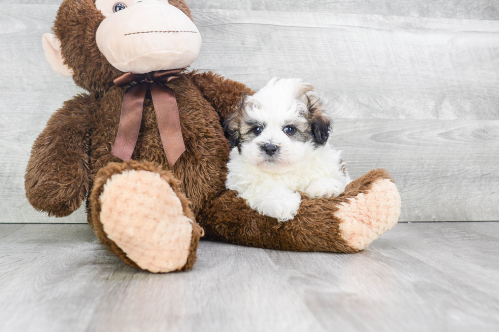 Funny Teddy Bear Designer Pup