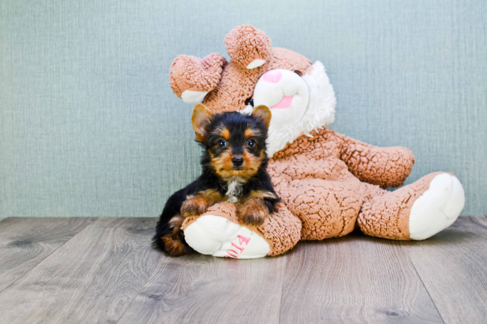 Meet Jess - our Yorkshire Terrier Puppy Photo 