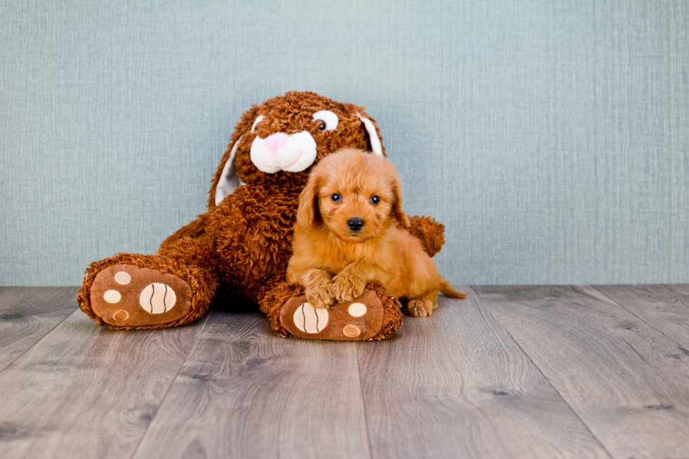 Mini Goldendoodle Puppy for Adoption