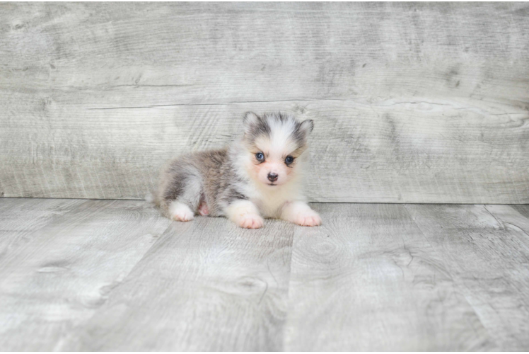 Little Mini Husky Designer Puppy