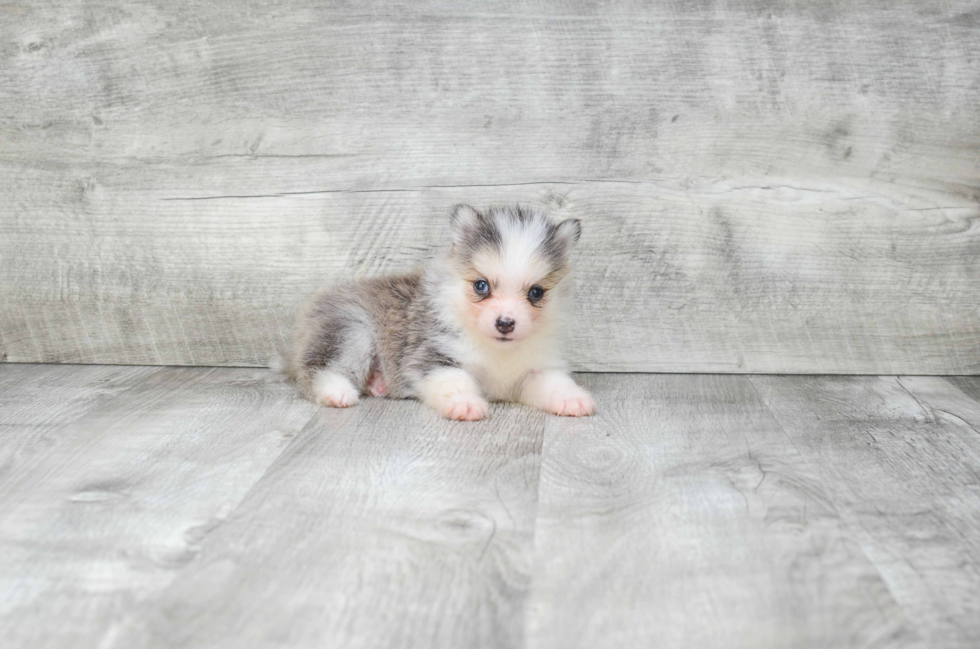 Little Mini Husky Designer Puppy