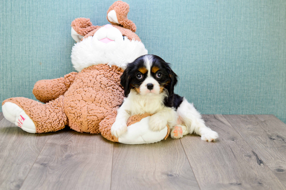 Cute Cavalier King Charles Spaniel Purebred Puppy