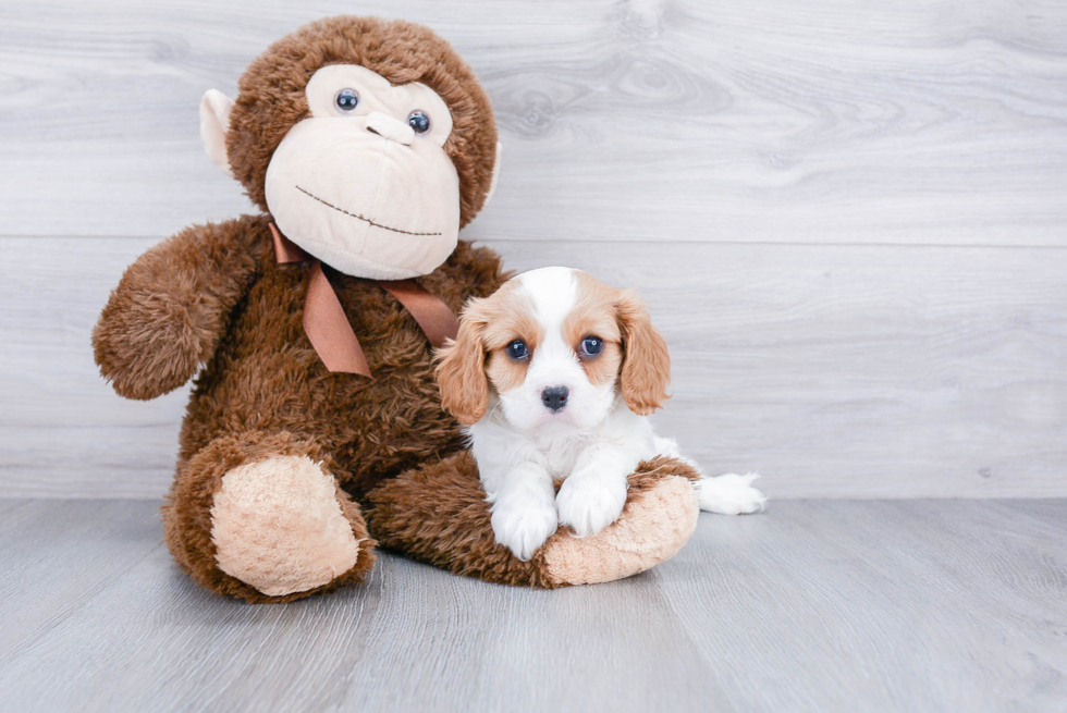 Small Cavalier King Charles Spaniel Purebred Pup