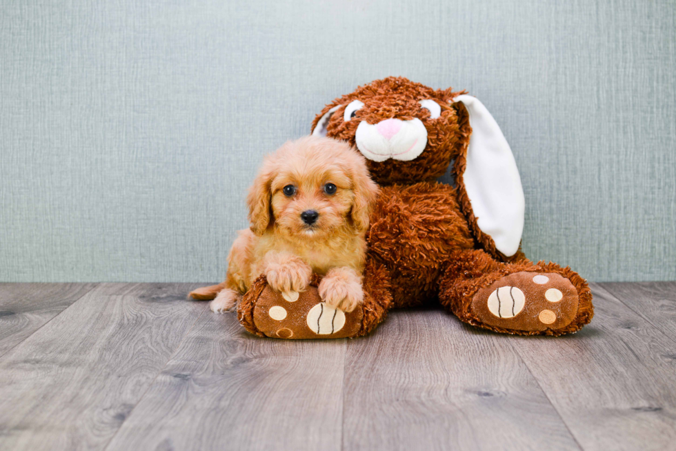 Best Cavapoo Baby