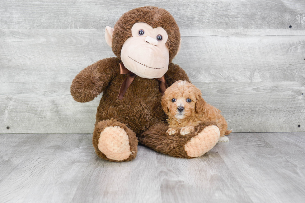 Little Cavoodle Poodle Mix Puppy