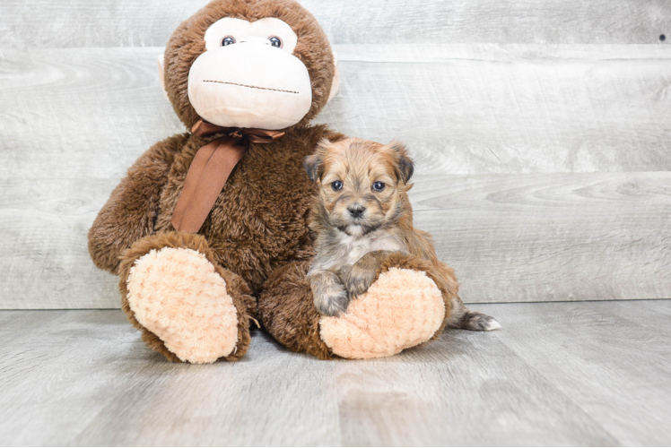 Morkie Pup Being Cute