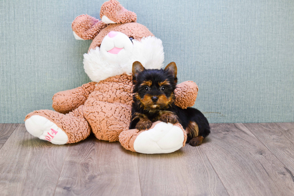 Meet Bella - our Yorkshire Terrier Puppy Photo 