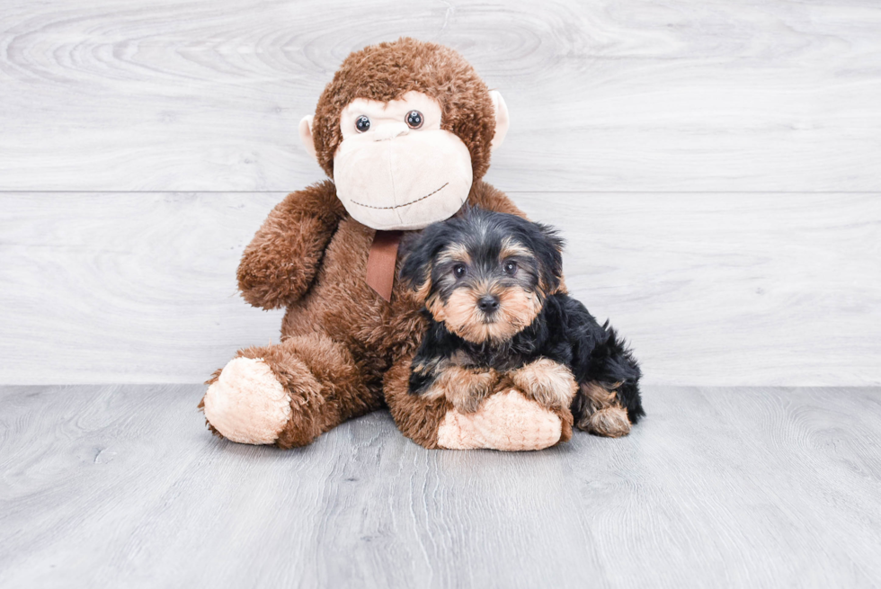 Meet Timmy - our Yorkshire Terrier Puppy Photo 