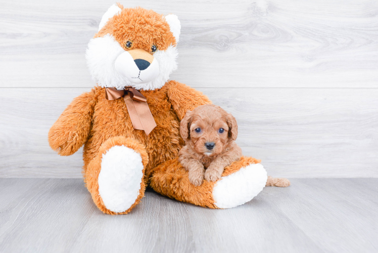 Cavapoo Pup Being Cute