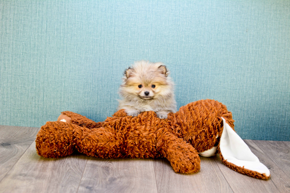 Sweet Pomeranian Purebred Puppy