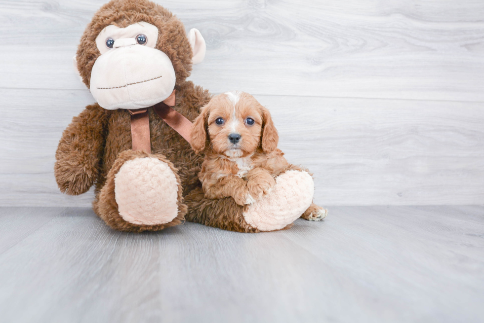 Cavapoo Puppy for Adoption