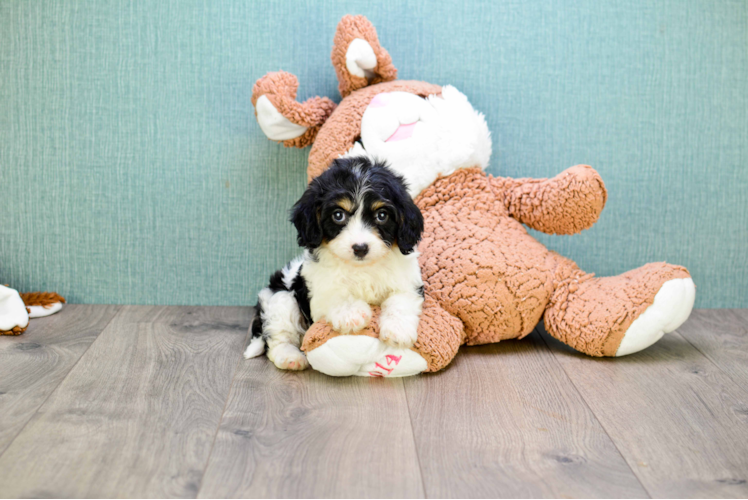 Cavachon Puppy for Adoption