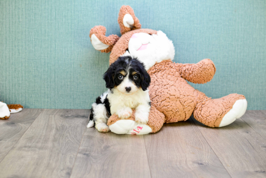 Cavachon Puppy for Adoption