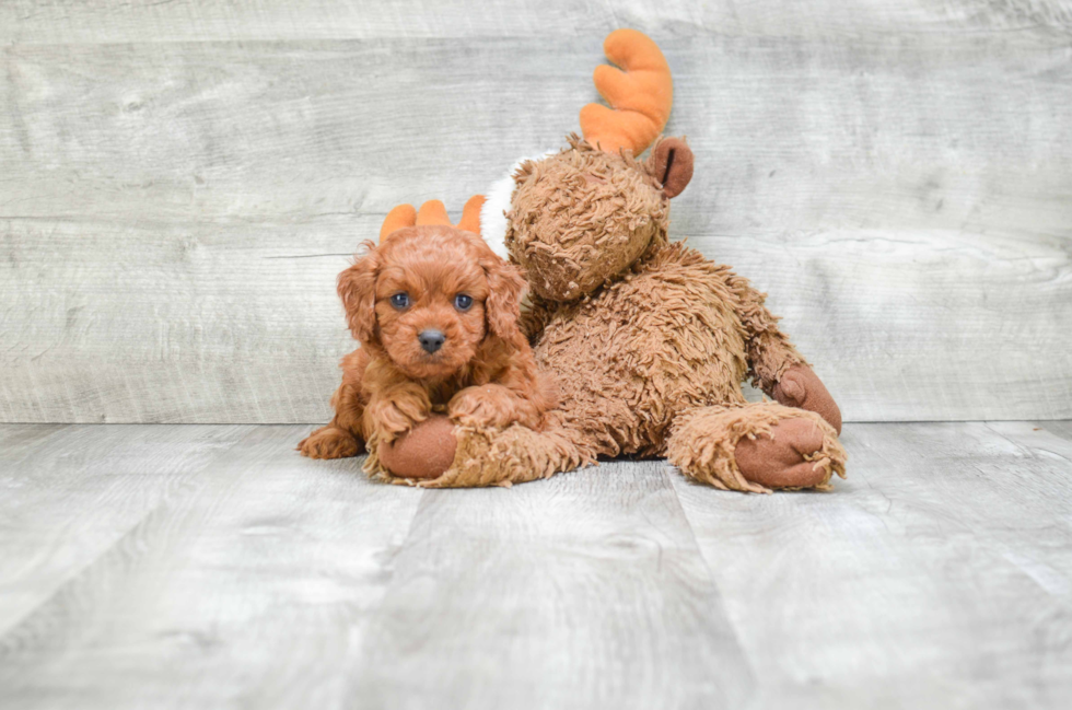 Sweet Cavapoo Baby