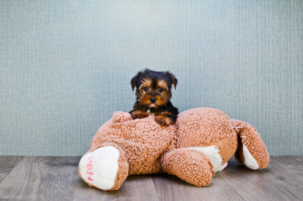 Meet Timmy - our Yorkshire Terrier Puppy Photo 