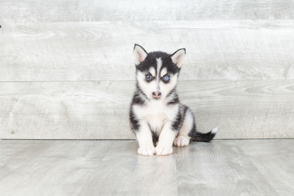 Pomsky Pup Being Cute