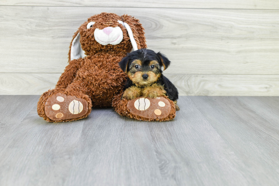 Meet Bella - our Yorkshire Terrier Puppy Photo 