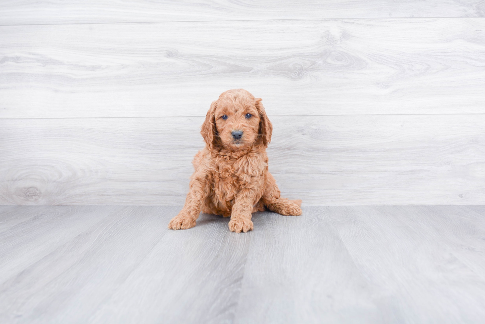 Friendly Mini Goldendoodle Baby