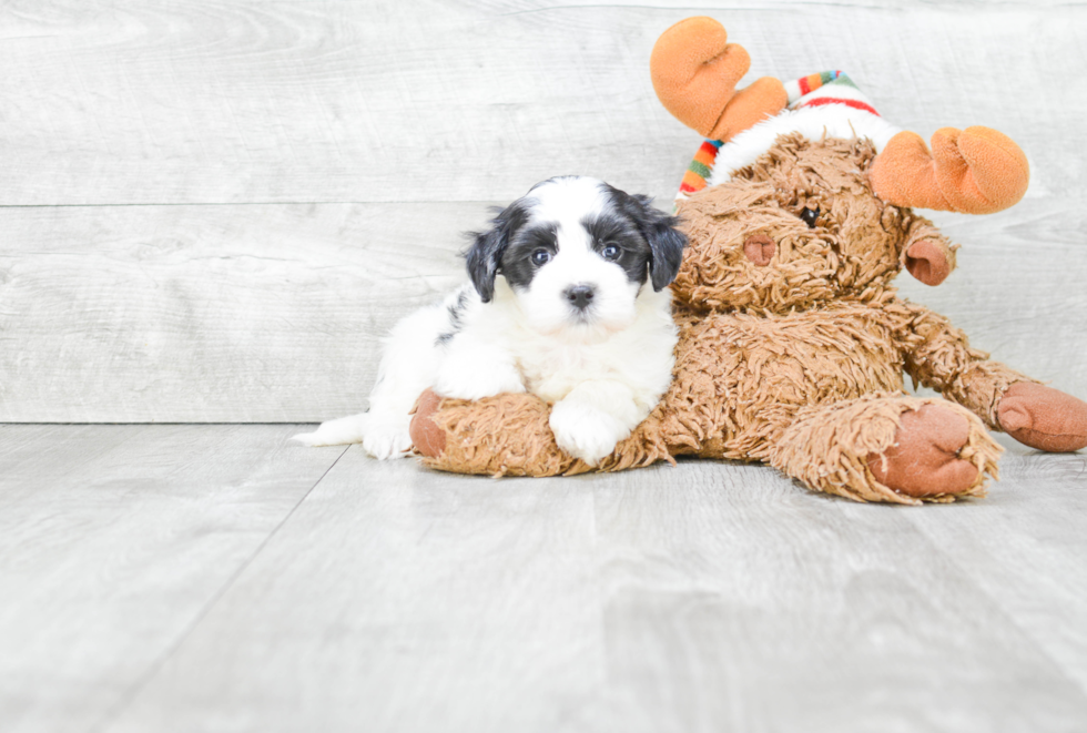 Akc Registered Havanese Baby