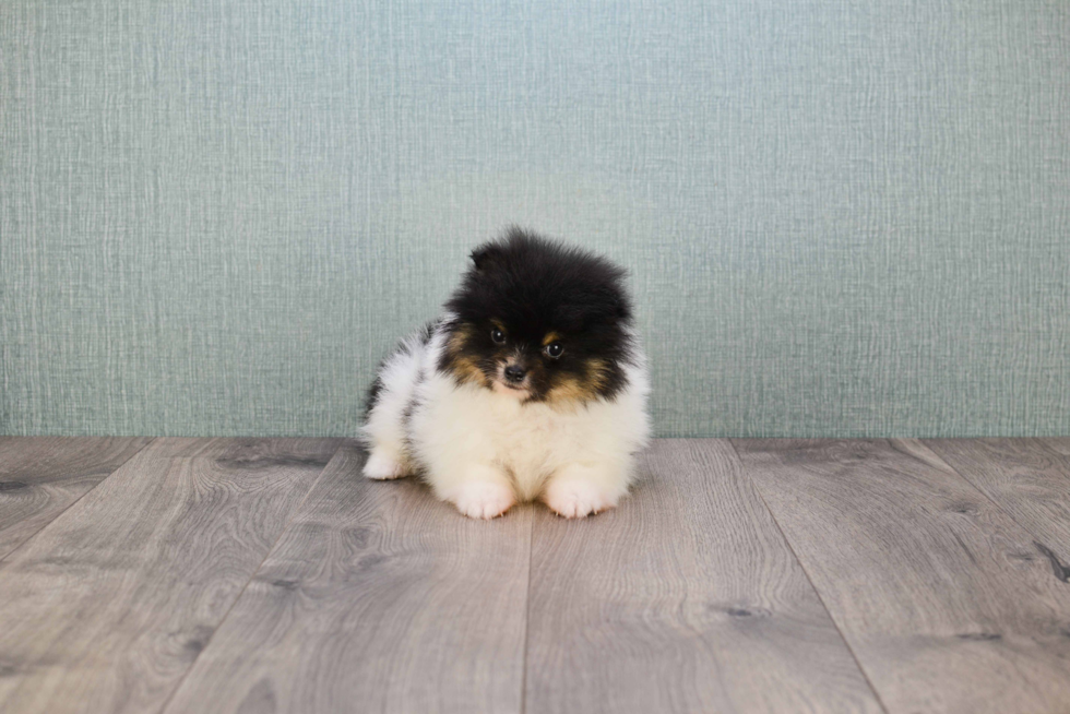 Pomeranian Pup Being Cute