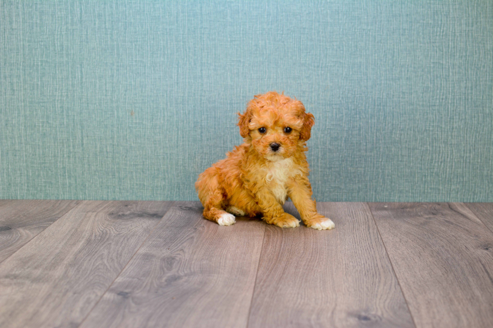 Best Cavapoo Baby