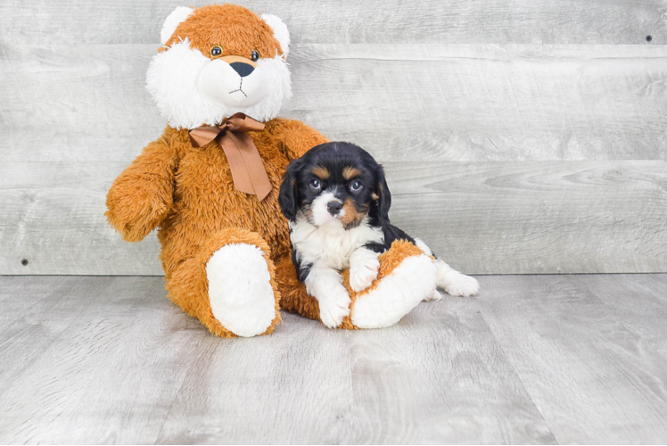 Cavalier King Charles Spaniel Puppy for Adoption