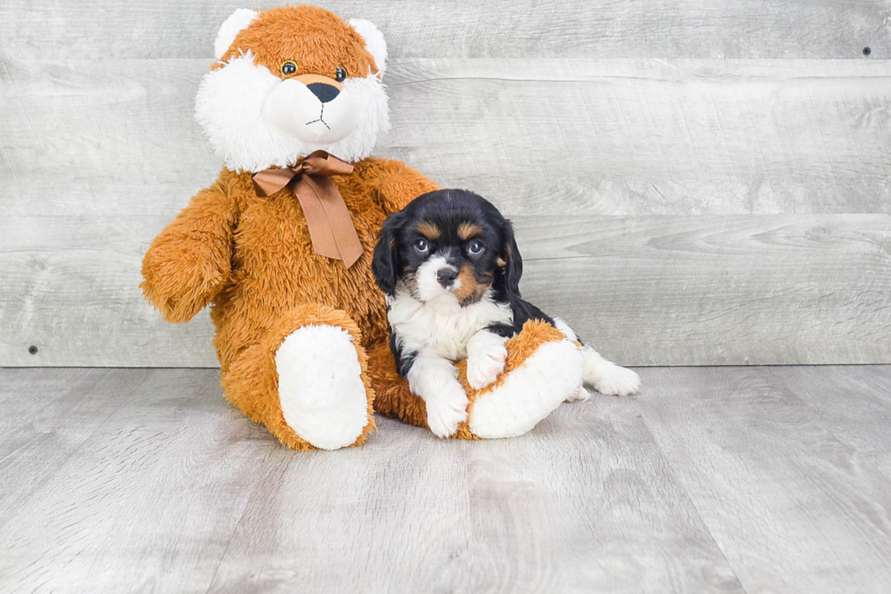 Cavalier King Charles Spaniel Puppy for Adoption