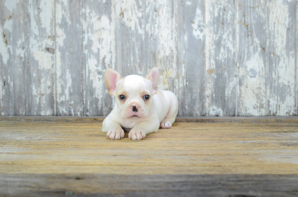 Best French Bulldog Baby