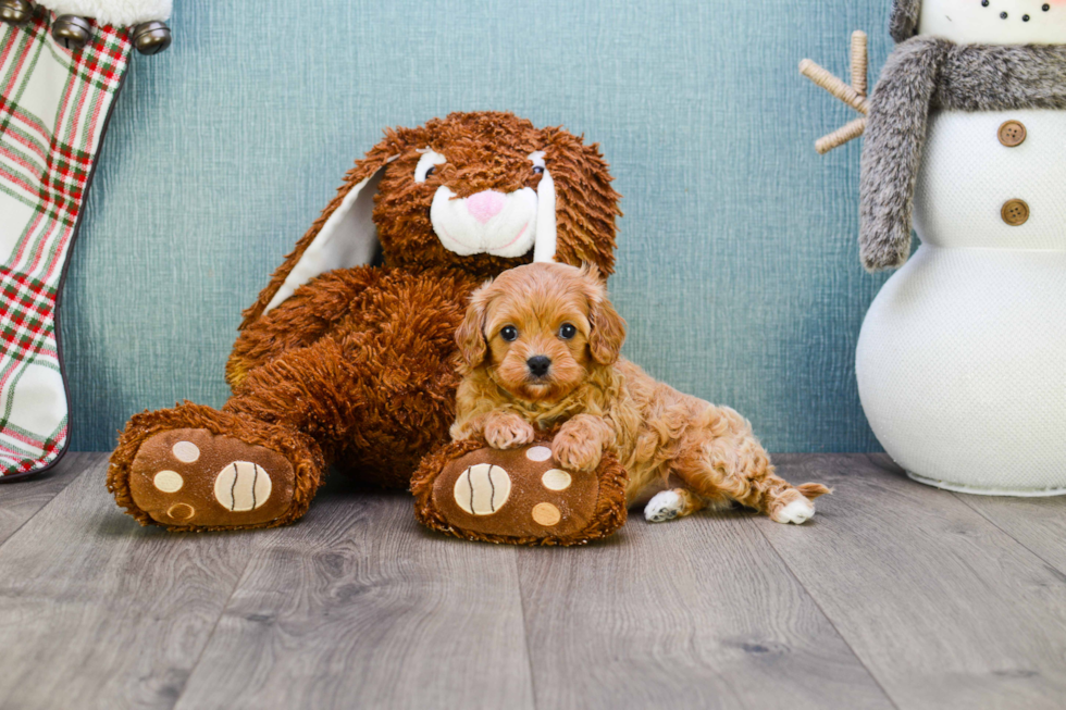 Petite Cavapoo Poodle Mix Pup