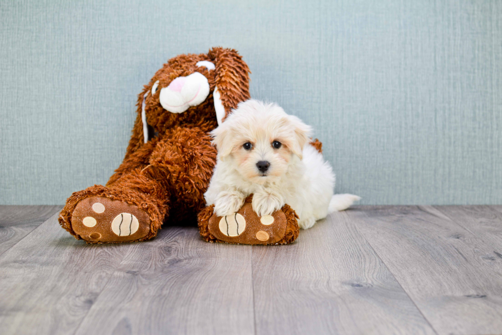 Hypoallergenic Maltese Poodle Poodle Mix Puppy