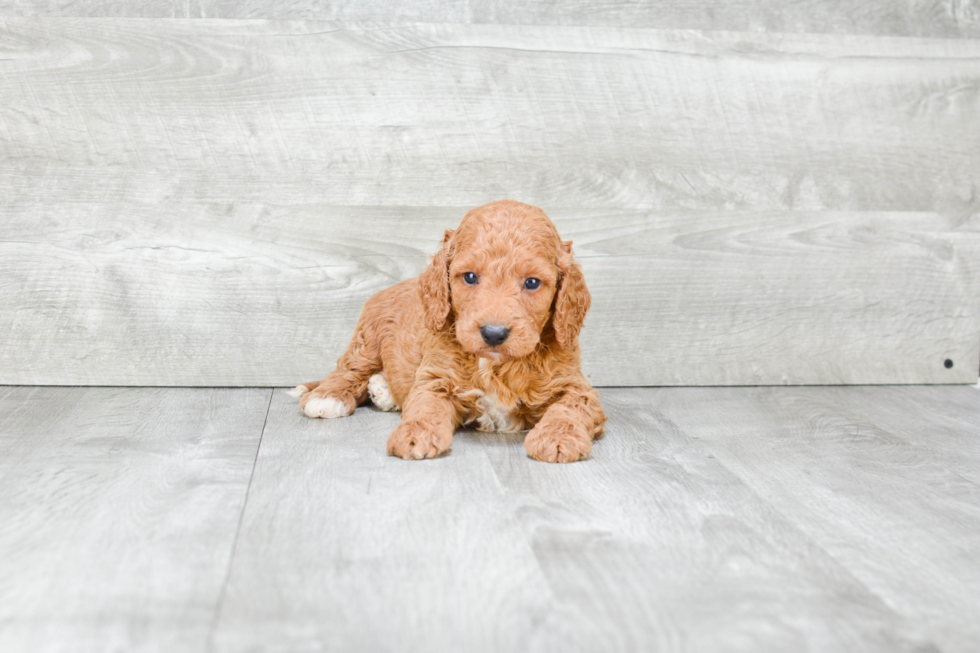 Cockapoo Puppy for Adoption