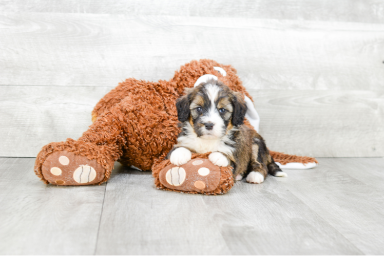 Mini Bernedoodle Pup Being Cute