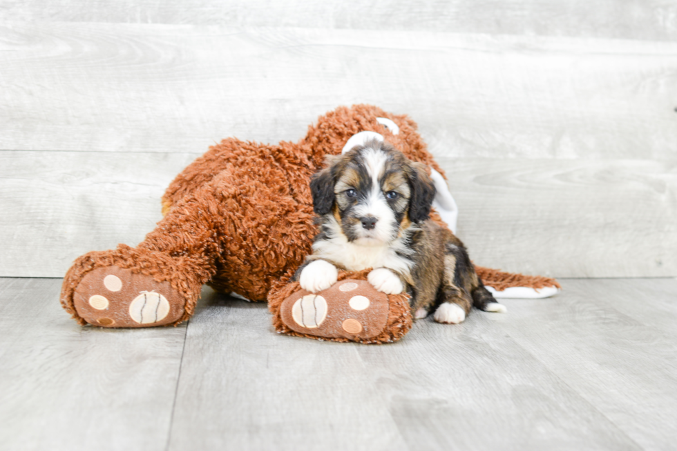 Mini Bernedoodle Pup Being Cute