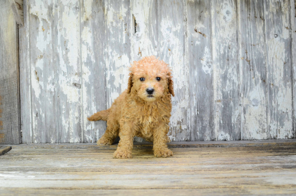 Cute Mini Goldendoodle Baby