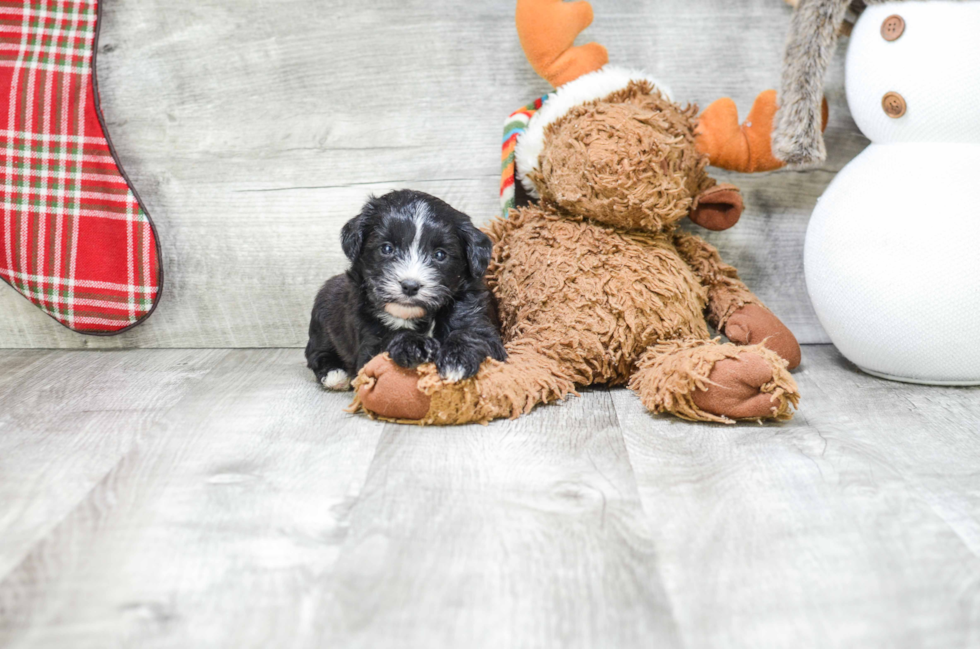 Best Morkie Baby