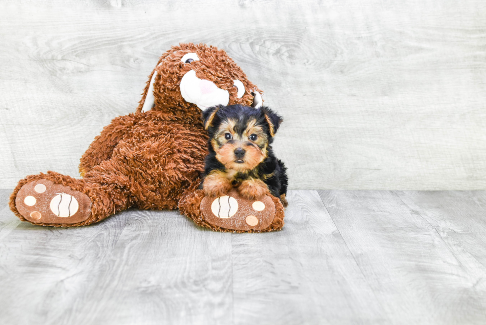 Meet Timmy - our Yorkshire Terrier Puppy Photo 