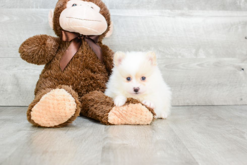 Pomeranian Pup Being Cute