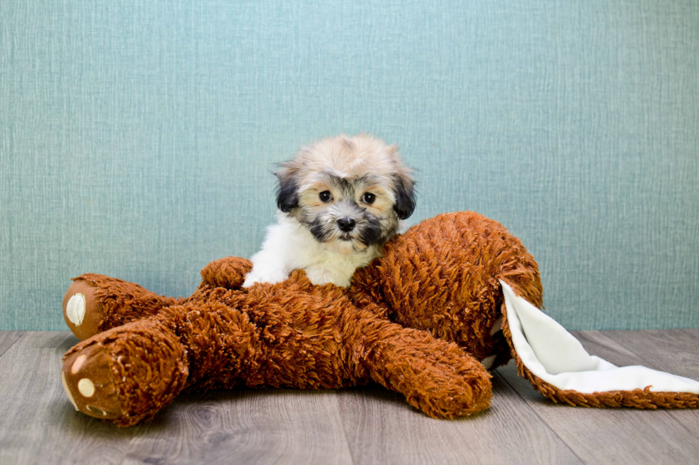 Friendly Havanese Purebred Pup